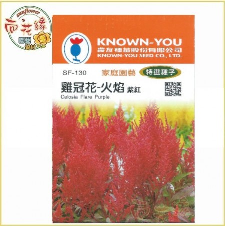 【向花緣】農友 雞冠花-火焰(紫紅) - 特選種子